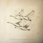 Wild Geese [LP]