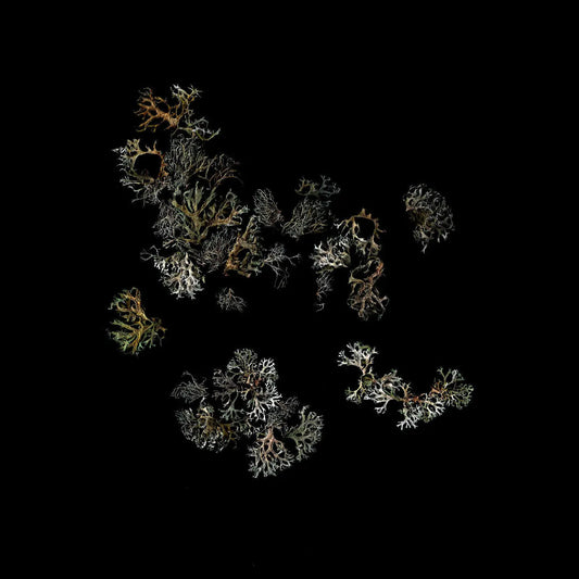 Return [Vinyl]